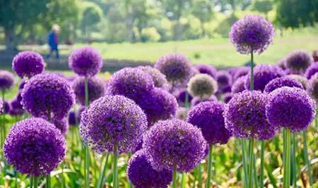 适合北方养的木本花卉