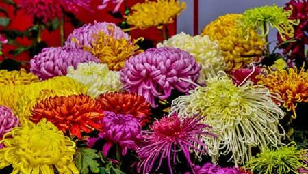 适合北方养的木本花卉