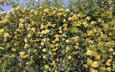 适合北方养的木本花卉