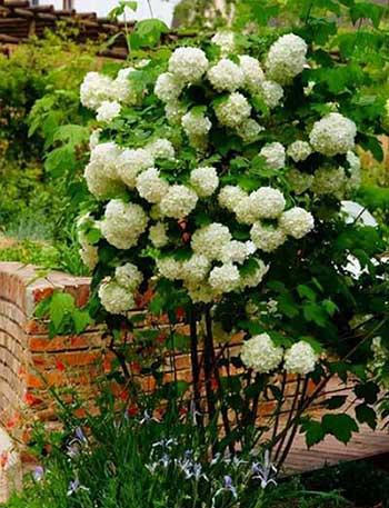 适合北方养的木本花卉