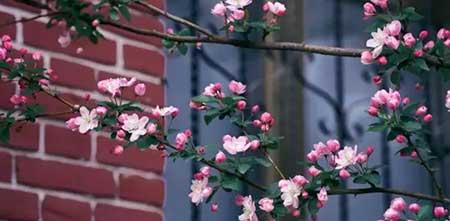 适合北方养的木本花卉