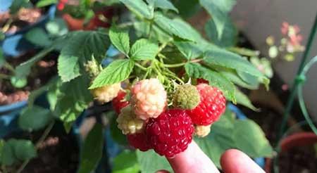 适合北方养的木本花卉