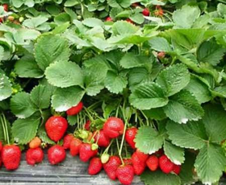 适合北方养的木本花卉