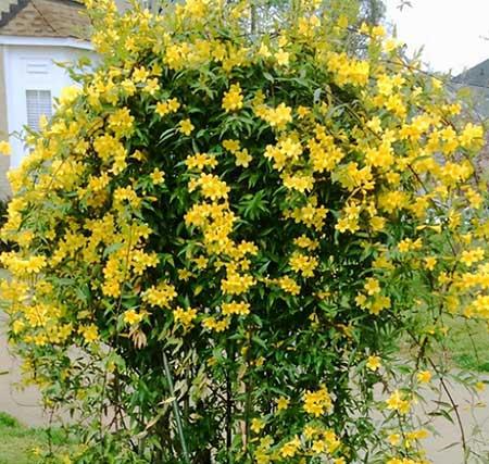 适合北方养的木本花卉