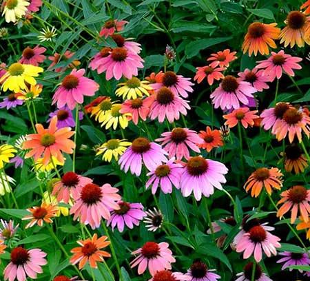 适合北方养的木本花卉