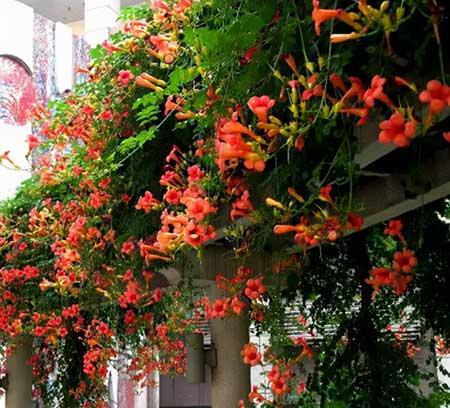 适合北方养的木本花卉