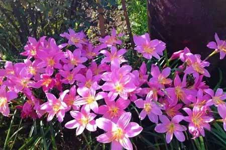 适合北方养的木本花卉