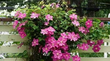 适合北方养的木本花卉