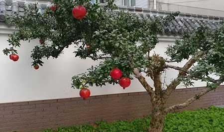 适合北方养的木本花卉