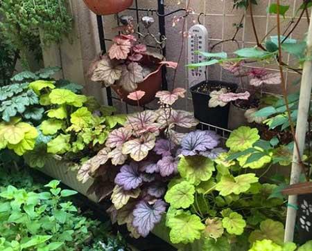 适合北方养的木本花卉