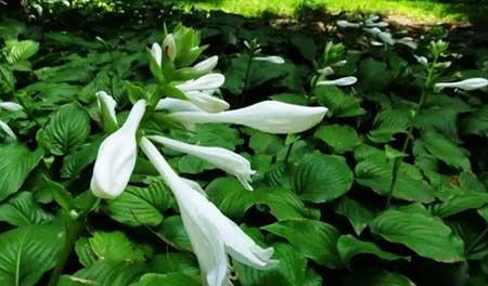 适合北方养的木本花卉