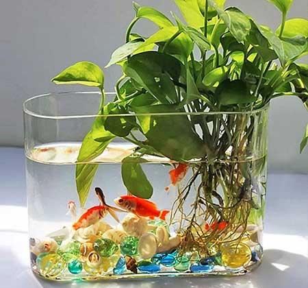 适合北方室内养的绿植盆栽