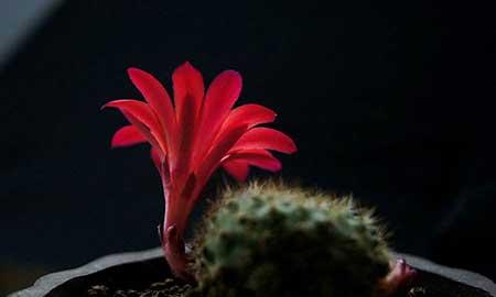 适合北方室内养的绿植盆栽