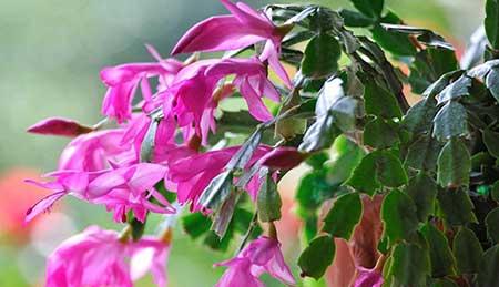 适合北方室内养的绿植盆栽