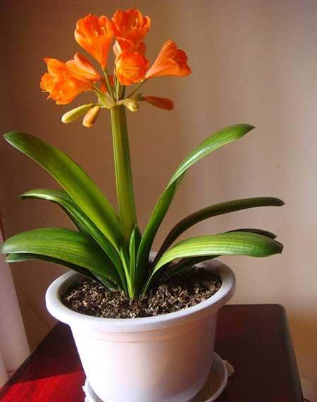 适合北方室内养的绿植盆栽