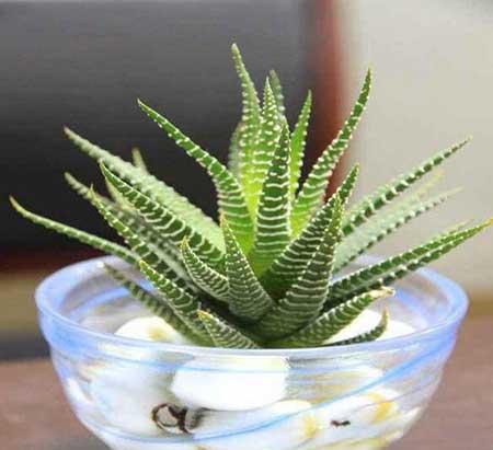 适合北方室内养的绿植盆栽