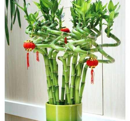 适合北方室内养的绿植盆栽