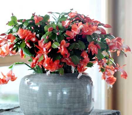 适合北方室内养的大型绿植