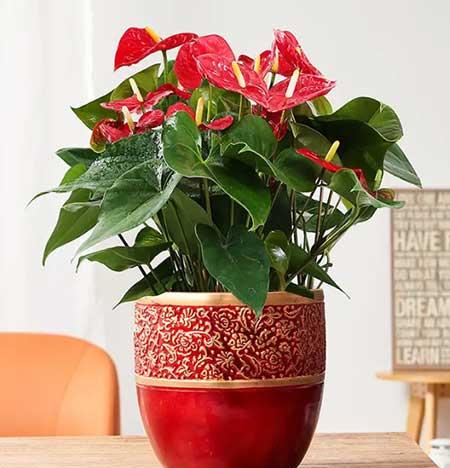 适合北方室内养的大型绿植