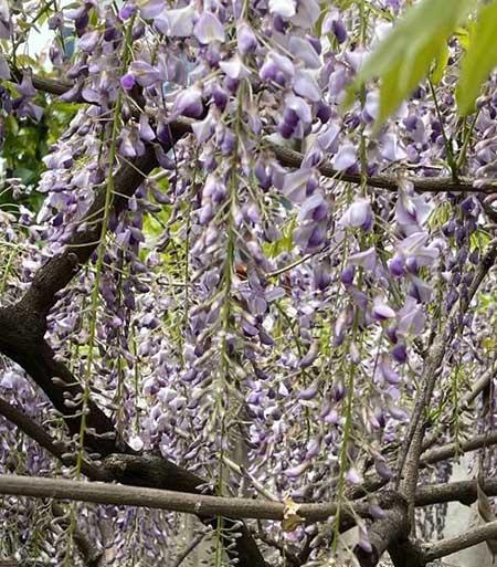 适合北方客厅养的绿植有哪些