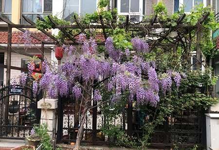 适合北方客厅养的绿植有哪些