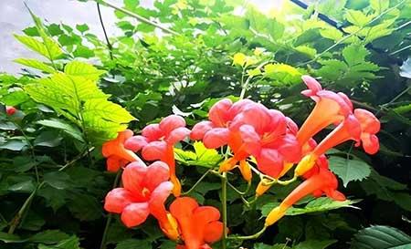 适合北方客厅养的绿植有哪些