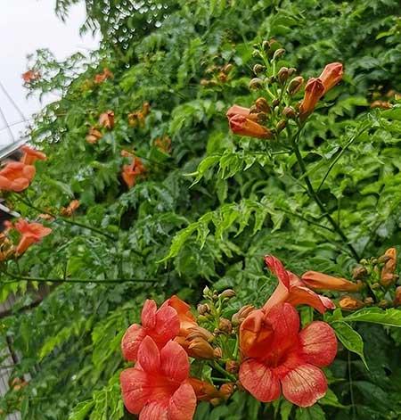 适合北方客厅养的绿植有哪些