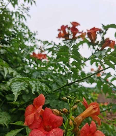 适合北方客厅养的绿植有哪些