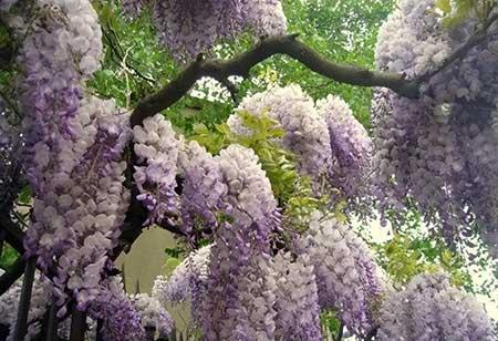 适合北方客厅养的绿植有哪些