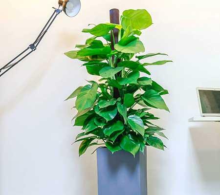 适合办公室养的花有哪些