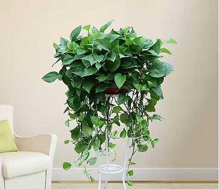 适合办公室养的花有哪些