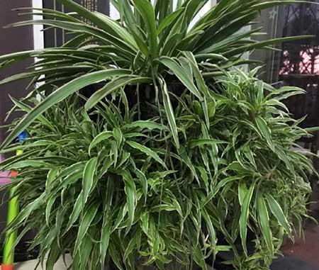 适合办公室内养的植物花卉