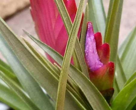 适合办公室内养的植物花卉