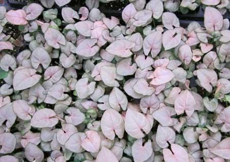 适合办公室内养的植物花卉