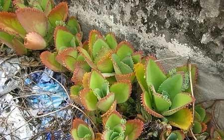 什么样的绿植比较好养