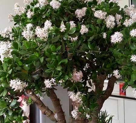 什么样的绿植比较好养