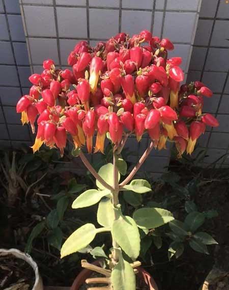 什么样的绿植比较好养