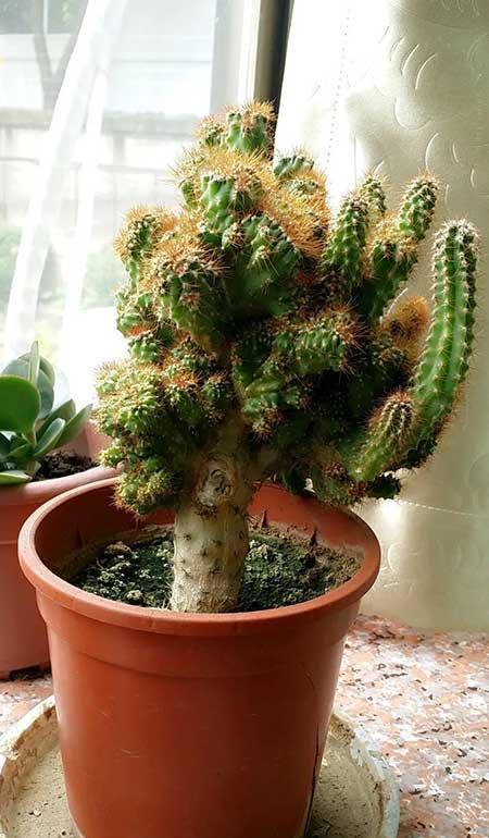 什么样的绿植比较好养