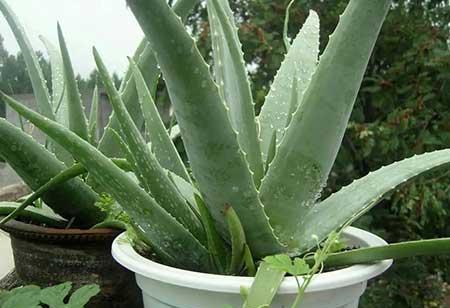 什么样的绿植比较好养