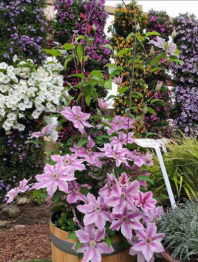 什么盆栽不怕冻好养