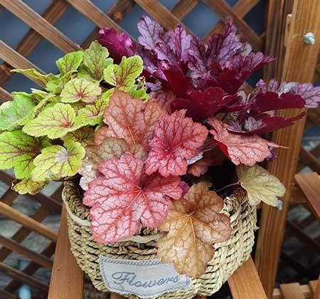 什么盆栽不怕冻好养