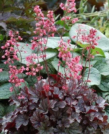 什么盆栽不怕冻好养