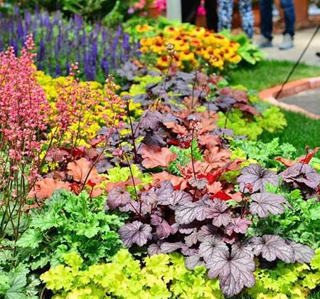 什么盆栽不怕冻好养