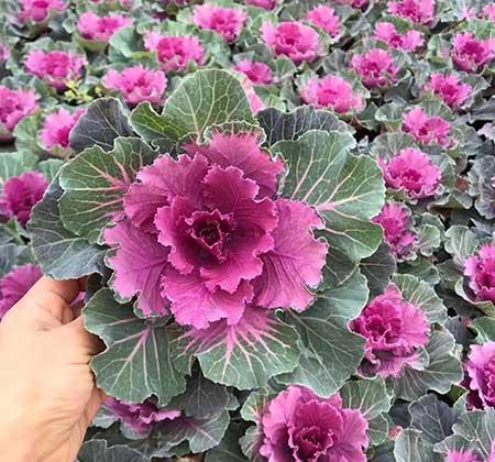 什么盆栽不怕冻好养