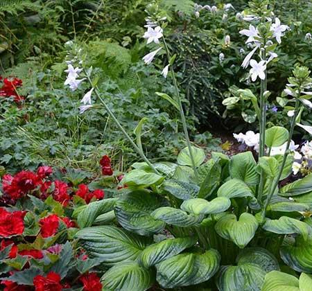 什么盆栽不怕冻好养