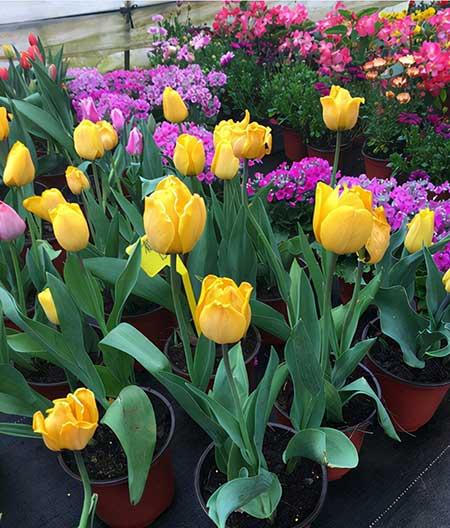 什么盆栽不怕冻好养