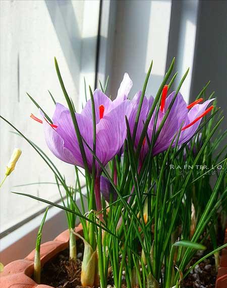 什么盆栽不怕冻好养