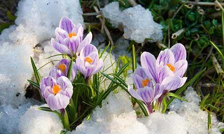 什么盆栽不怕冻好养