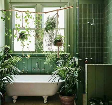 什么花适合养在卫生间