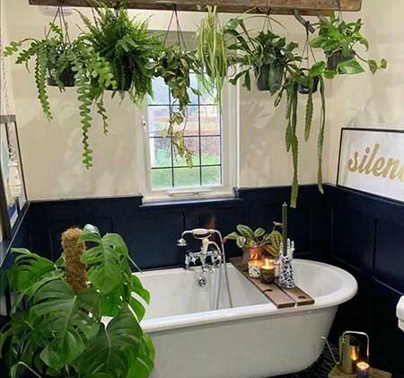 什么花适合养在卫生间